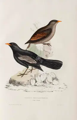 Elizabeth Gould (Lithographer), Turdus Poecilopterus, 1832, Lithograph