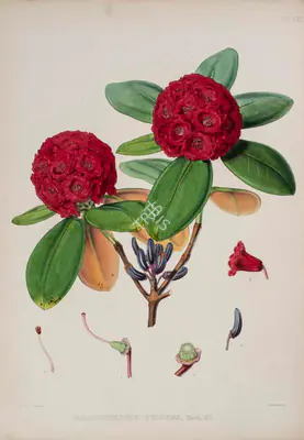 Walter Hood Fitch (Lithographer), Rhododendron Fulgens, 1796, Lithograph