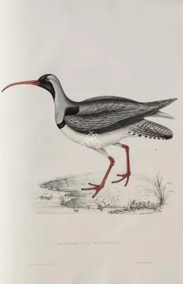 Elizabeth Gould (Lithographer), Ibidorhyncha Struthersii, 1832, Lithograph