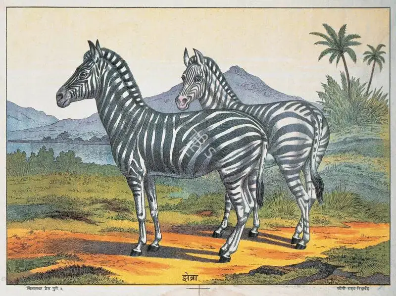 Zebra, Lithograph