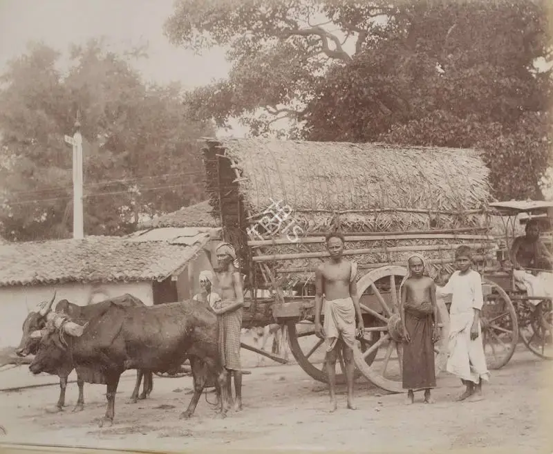 Unknown (Photographer), Double Bullock Cart, 1901, Antiquarian Photograph