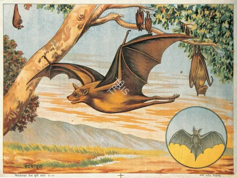 Vatvaghool (Bat), Lithograph