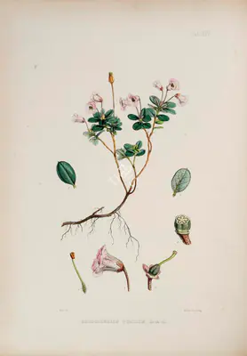Walter Hood Fitch (Lithographer), Rhododendron Pumilum, 1796, Lithograph
