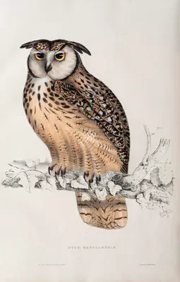 Elizabeth Gould (Lithographer), Otus Bengalensis, 1832, Lithograph