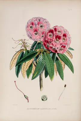Walter Hood Fitch (Lithographer), Rhododendron Campbellle, 1796, Lithograph