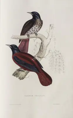 Elizabeth Gould (Lithographer), Pastor Traillii, 1832, Lithograph