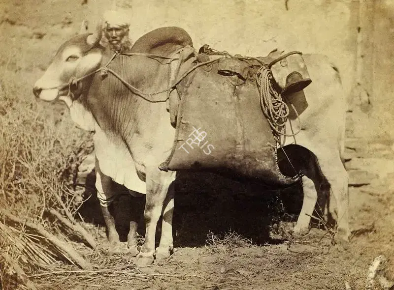 Eugene Clutterbuck Impey (Photographer), The Bheestee or Water carrier, with his bullock and leathern bags, and bucket for water, Rajasthan, 1861, Antiquarian Photograph