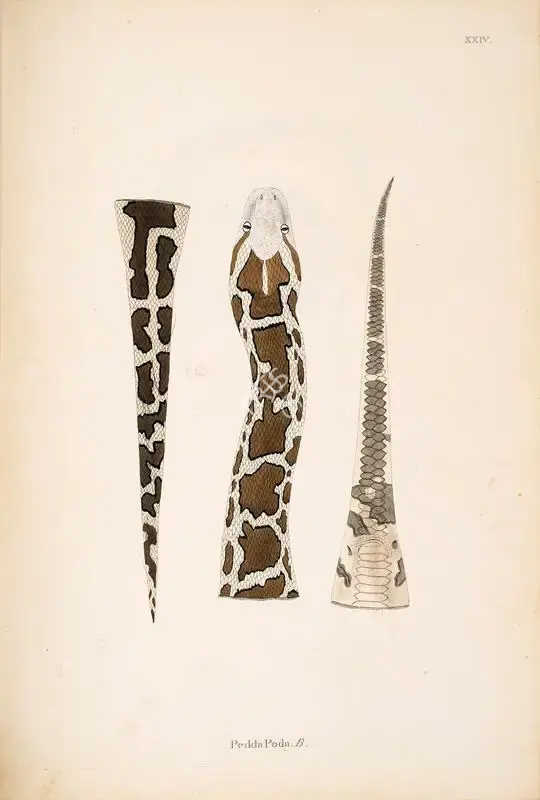 William Skelton (Engraver), PeddaPoda .B., 1796, Engraving