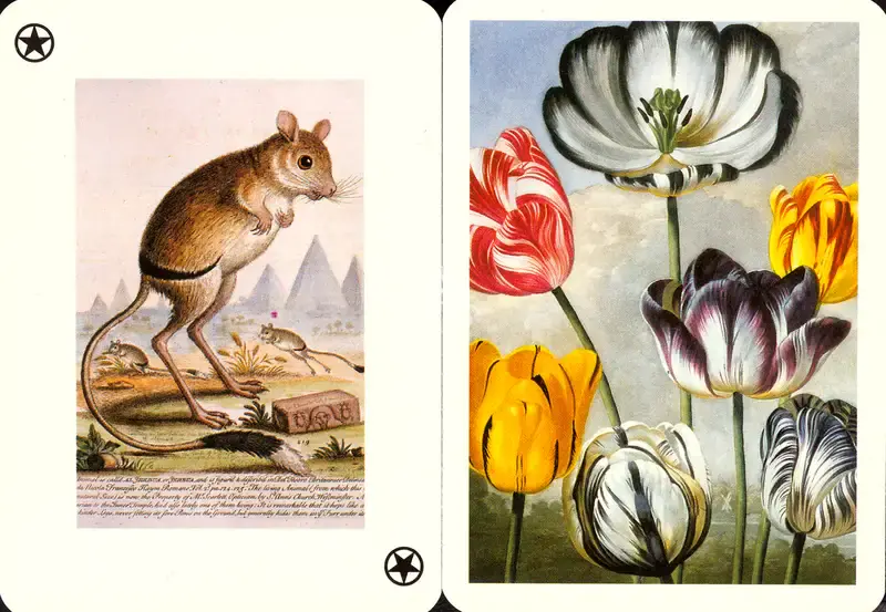 Art of Nature, 1997, Playing Cards