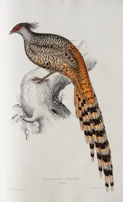 Elizabeth Gould (Lithographer), Phasianus Staceii, 1832, Lithograph