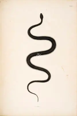 William Skelton (Engraver), Goobra, 1796, Engraving