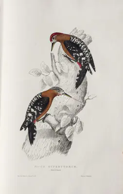 Elizabeth Gould (Lithographer), Picus Hyperythrus, 1832, Lithograph