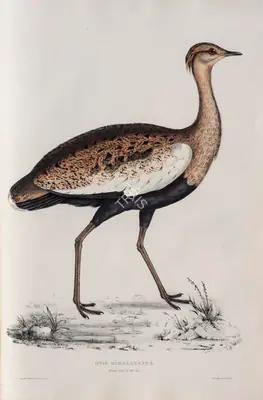 Elizabeth Gould (Lithographer), Otis Himalayanus, 1832, Lithograph