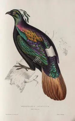 Elizabeth Gould (Lithographer), Lophophorus Impeyanus, 1832, Lithograph