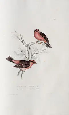 Elizabeth Gould (Lithographer), Fringilla Rodopepla | Fringilla Rodochroa, 1832, Lithograph