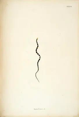 William Skelton (Engraver), Katla Vyrien .A., 1796, Engraving