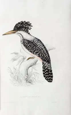 Elizabeth Gould (Lithographer), Alcedo Guttatus, 1832, Lithograph