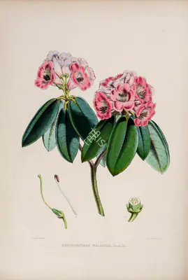 Walter Hood Fitch (Lithographer), Rhododendron Wallichii, 1796, Lithograph