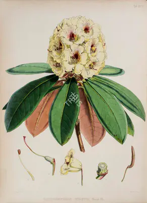 Walter Hood Fitch (Lithographer), Rhododendron Wightii, 1796, Lithograph