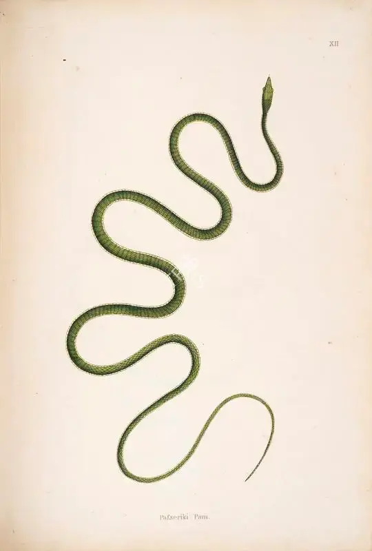 William Skelton (Engraver), Pafseriki Pam, 1796, Engraving