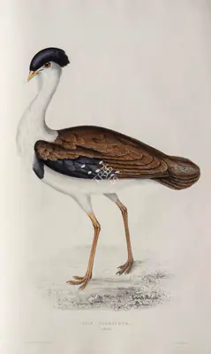 Elizabeth Gould (Lithographer), Otis Nigriceps, 1832, Lithograph