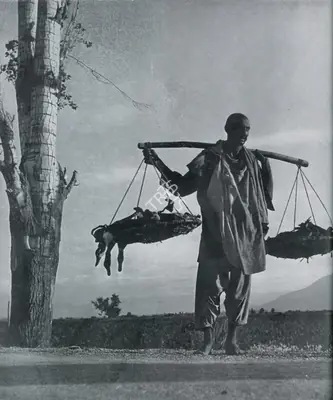 R.R. Bharadwaj (Photographer), The Dead Duck, Contemporary Photograph
