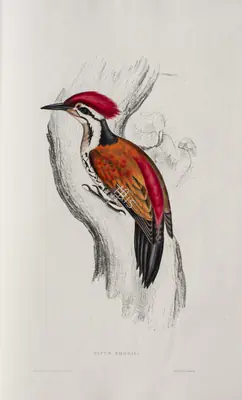 Elizabeth Gould (Lithographer), Picus Shorii, 1832, Lithograph