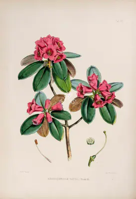 Walter Hood Fitch (Lithographer), Rhododendron Roylii, 1796, Lithograph
