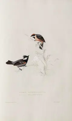 Elizabeth Gould (Lithographer), Parus Erythrocephalus | Parus Melanolophus, 1832, Lithograph
