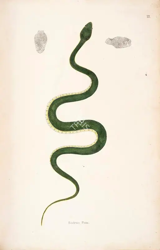 William Skelton (Engraver), Bodroo Pam, 1796, Engraving