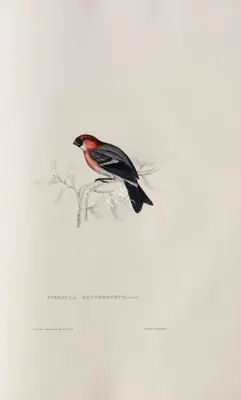 Elizabeth Gould (Lithographer), Pyrrhula Erythrocephala, 1832, Lithograph