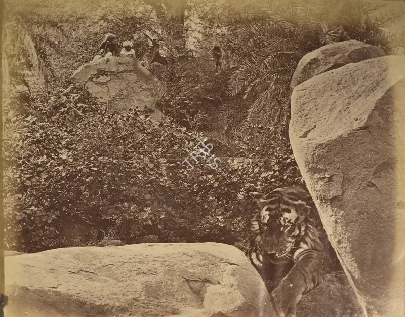 Willoughby Wallace Hooper (Photographer), Tiger Hunt, 1860, Antiquarian Photograph