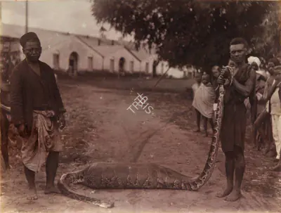 Unknown (Photographer), Villagers before taking out the dead animal from the stomach of python, Kalimpore, 1890, Antiquarian Photograph