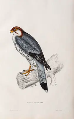 Elizabeth Gould (Lithographer), Falco Chicquera, Lath, 1832, Lithograph