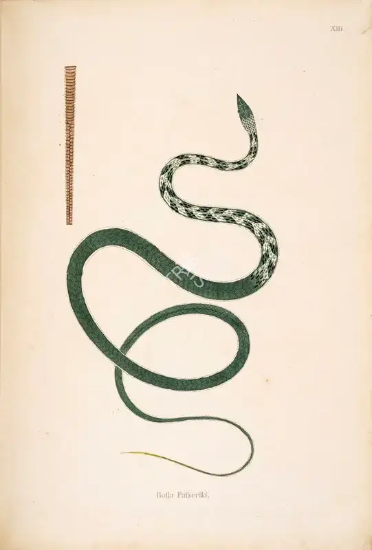 William Skelton (Engraver), Botla Pafseriki, 1796, Engraving