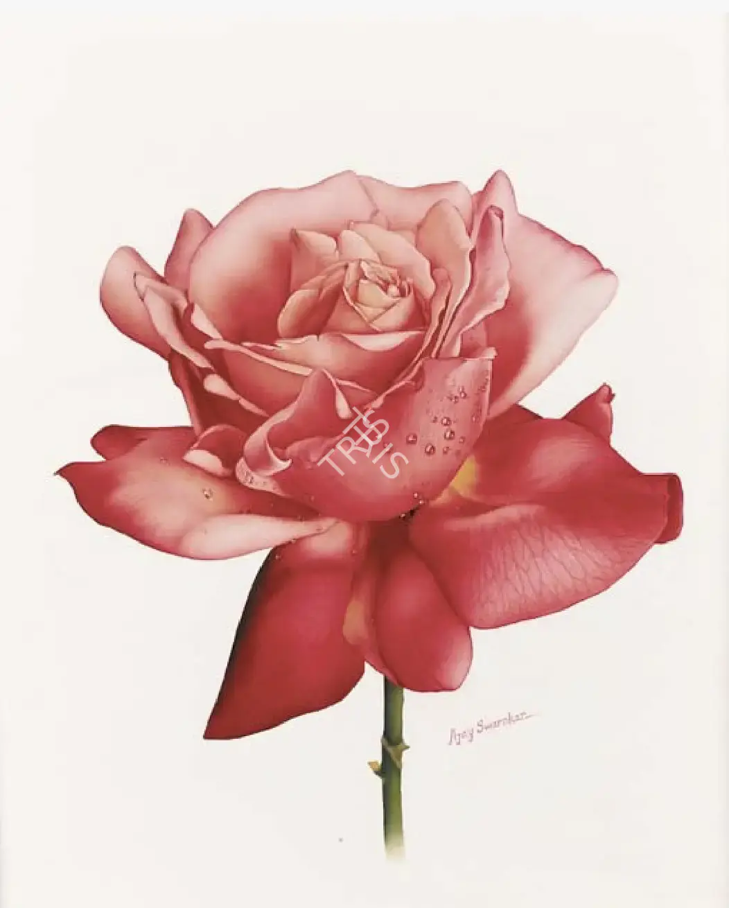 Ajay Swarnkar (Artist), Pink Rose, Painting