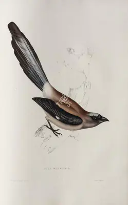 Elizabeth Gould (Lithographer), Pica Sinensis, 1832, Lithograph