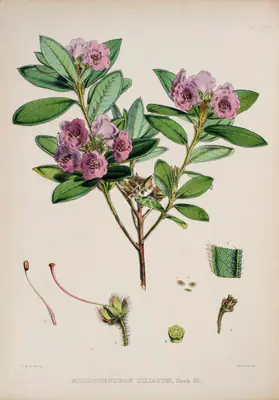 Walter Hood Fitch (Lithographer), Rhododendron Ciliatum, 1796, Lithograph