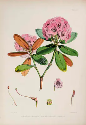 Walter Hood Fitch (Lithographer), Rhododendron Aeruginosum, 1796, Lithograph