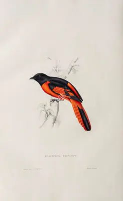 Elizabeth Gould (Lithographer), Phenicornis Princeps, 1832, Lithograph