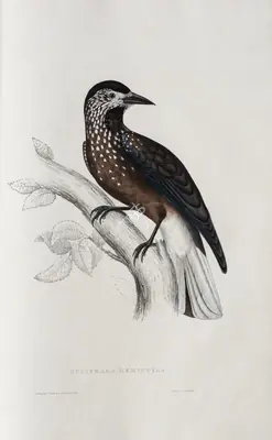 Elizabeth Gould (Lithographer), Nucifraga Hemispila, 1832, Lithograph
