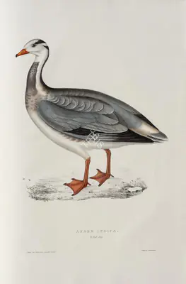 Elizabeth Gould (Lithographer), Anser Indicus, 1832, Lithograph