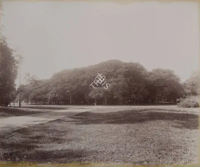 Samuel Bourne (Photographer), BanianTree - Barrackpore, 1865, Antiquarian Photograph