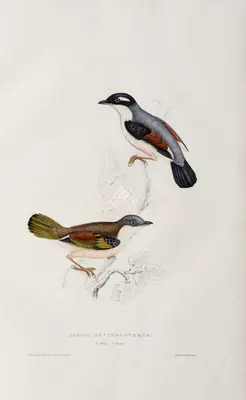 Elizabeth Gould (Lithographer), Lanius Erythropterus, 1832, Lithograph