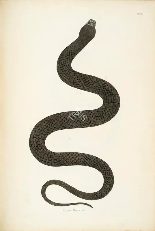 William Skelton (Engraver), Karoo Bokadam, 1796, Engraving