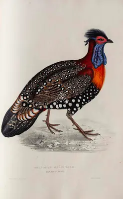 Elizabeth Gould (Lithographer), Tragopan Hastingsii, 1832, Lithograph