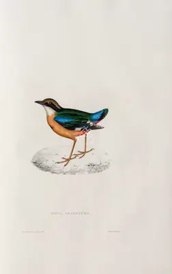 Elizabeth Gould (Lithographer), Pitta Brachyura, 1832, Lithograph