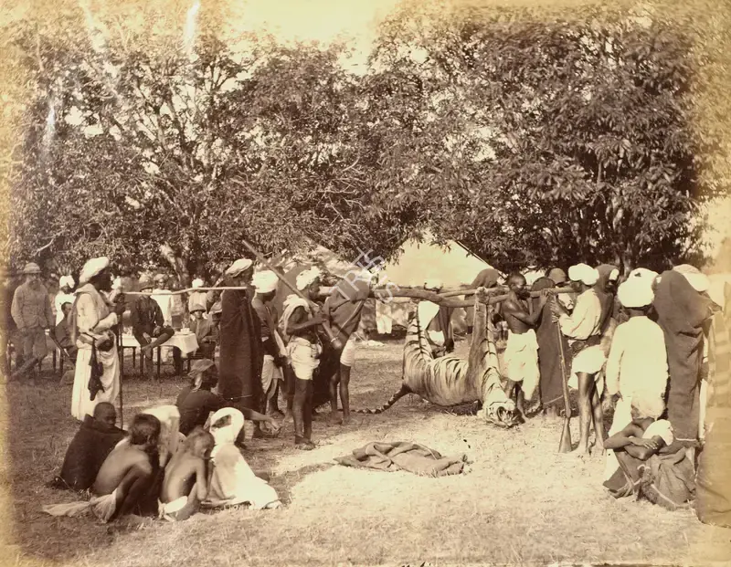 Willoughby Wallace Hooper (Photographer), Tiger Hunt, 1870, Antiquarian Photograph
