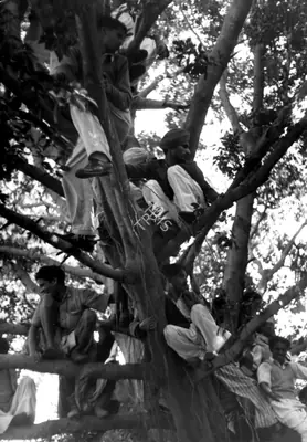 Henri Cartier-Bresson (Photographer), Mourners climb a tree for a closer look at the cremation, 31 January 1948, 1948, Contemporary Photograph