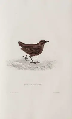 Elizabeth Gould (Lithographer), Cinclus Pallasii, 1832, Lithograph